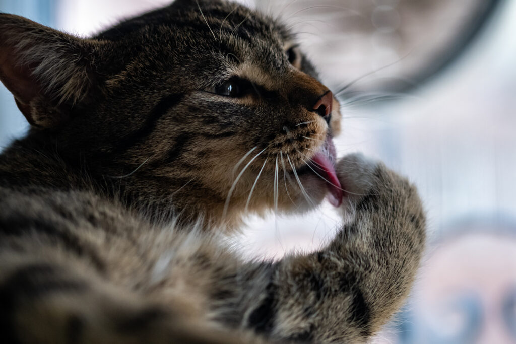 Mau hálito em cães e gatos: veja 7 dicas para evitar o 'bafinho' no seu pet 1 close de um lindo gato domestico lambendo pata e se limpando