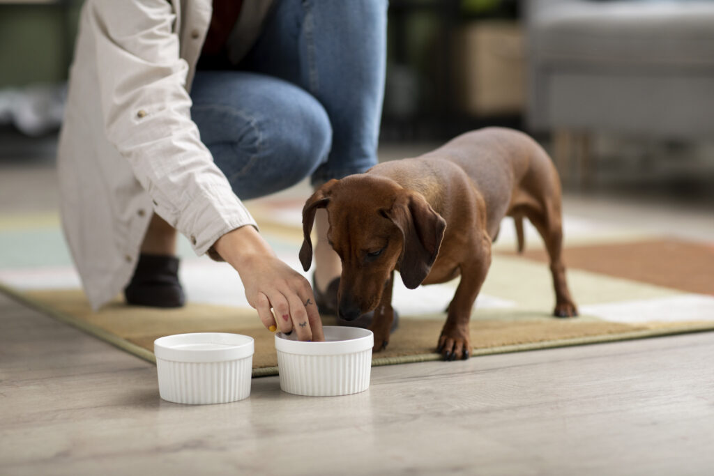 Mau hálito em cães e gatos: veja 7 dicas para evitar o 'bafinho' no seu pet 2 close up no lindo basse comendo