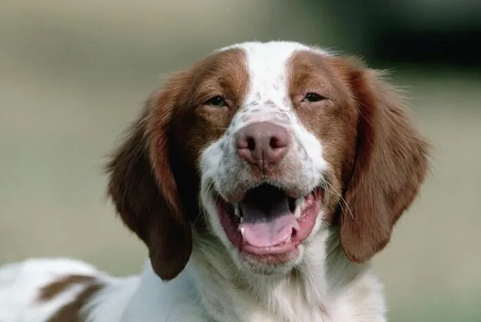 Confira 12 nomes ideais para cachorros sociáveis