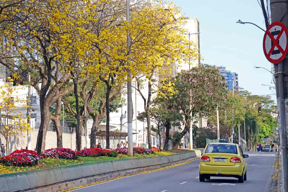 Temporada dos ipês colore as ruas de Juiz de Fora; saiba mais sobre essas espécies 4 uploads Leonardo 09.09.25 06