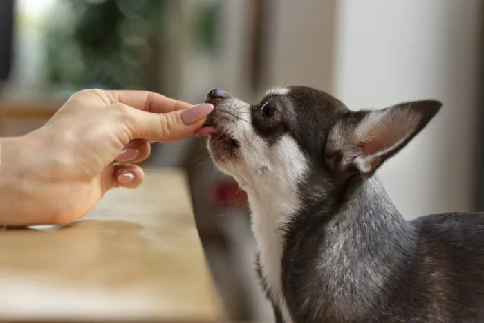 view adorable chihuahua dog getting some treats home