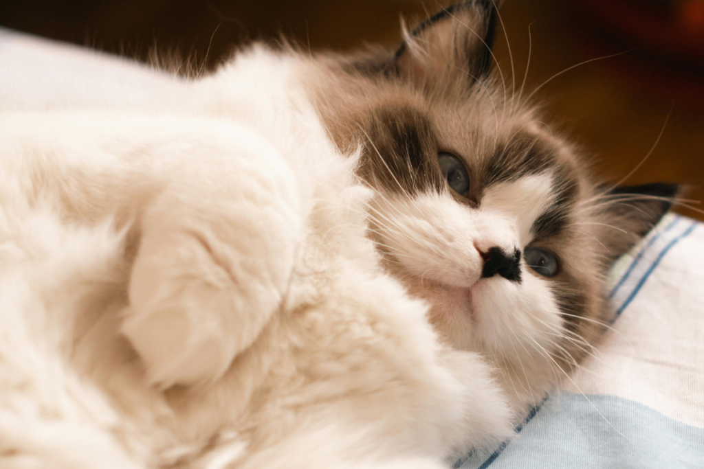 Veja 7 diferenças entre os gatos das raças persa e himalaio 3 1200 x 800 1 1