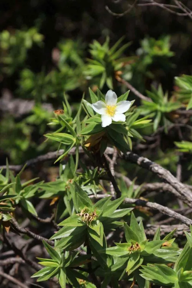 Serra do Espinhaço ganha destaque internacional com descoberta de quatro novas espécies de plantas 4 serra do espinhaço