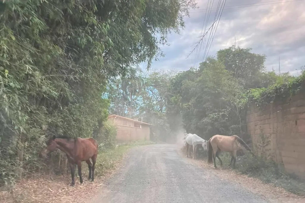 Resgate de cavalos soltos na rua passa por problemas estruturais e logísticos 3 CAPA CAVALOS SOLTOS