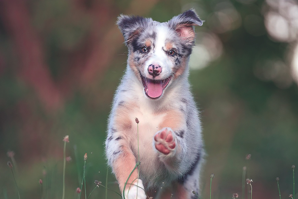 Cancer de mama em cachorros Pixbay