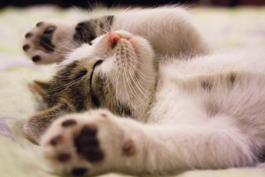 10 nomes perfeitos para gatos dorminhocos 4 Gato dormindo Pexels