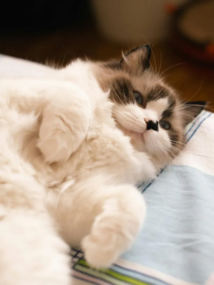 Gato persa Pexels