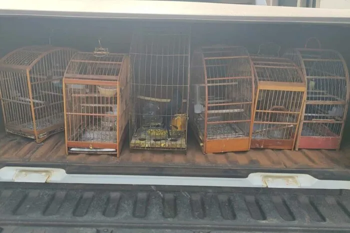 Operação conjunta na região resulta em prisão de foragido, apreensão de aves e multa de R$ 11 mil