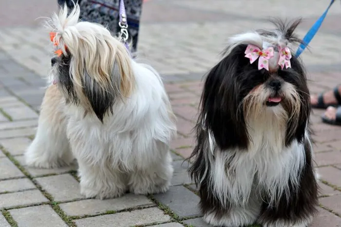 Outubro Rosa Pet: ação na UFJF conscientiza sobre câncer de mama em cães e gatos 2 outubro rosa pet