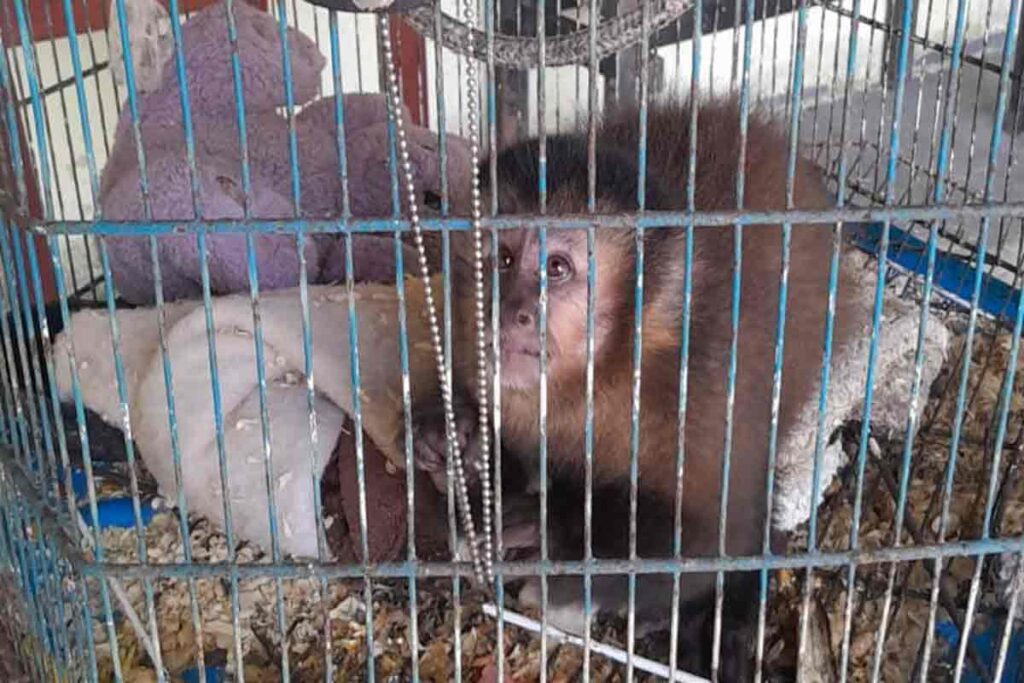 Mulher é presa por receptação, uso de documentos falsos e posse ilegal de macaco, arara, maritaca e jabutis 1 Mulher é presa por receptação, uso de documentos falsos e posse ilegal de macaco, arara, maritaca e jabutis