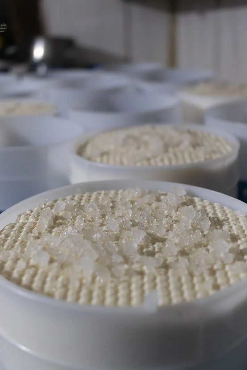 Queijos-Canastra-QUEIJOS-DA-NERIA---Pedro-Moyses-1