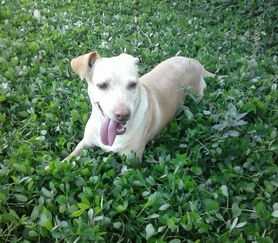 Conheça Val, taxista juiz-forana e apaixonada por pets