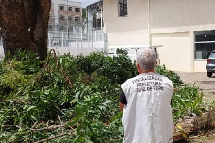Árvore centenária é cortada irregularmente no Granbery
