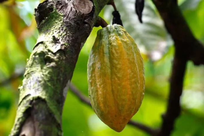 cacau