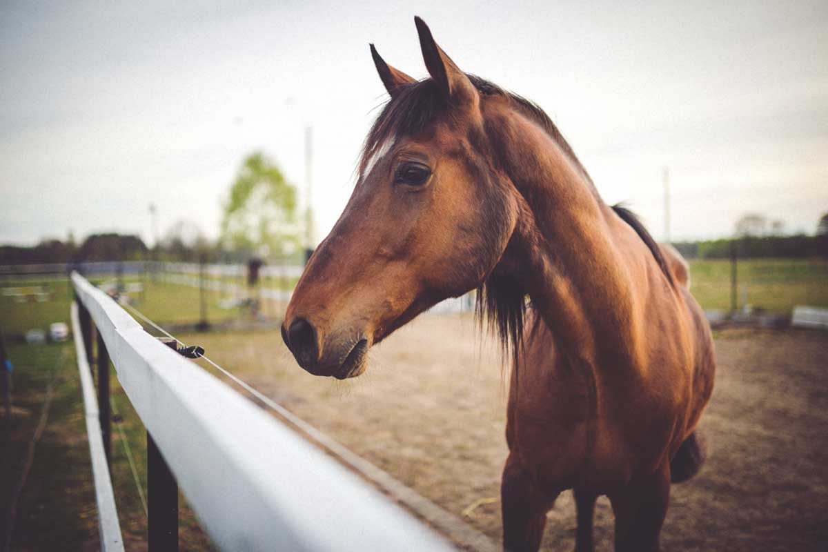 cavalos
