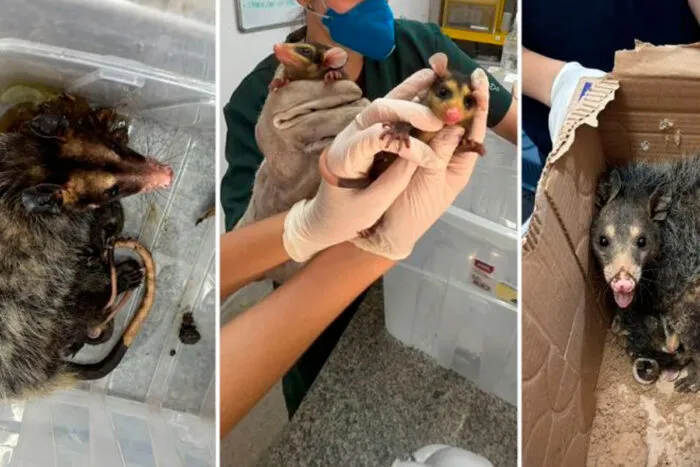 Guarda Municipal recolhe 18 gambás de uma só vez em fábrica de móveis em Juiz de Fora 2 gambas prefeitura jf