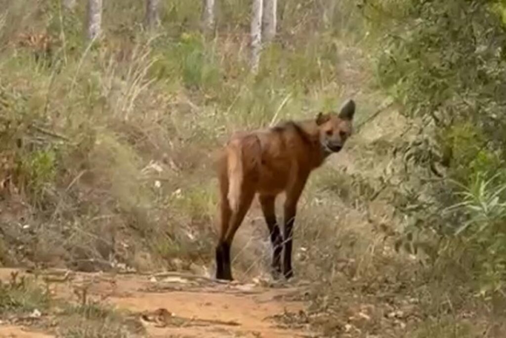 Casal flagra lobo-guará em Conceição do Ibitipoca; veja vídeo 1 lobo-guará casal