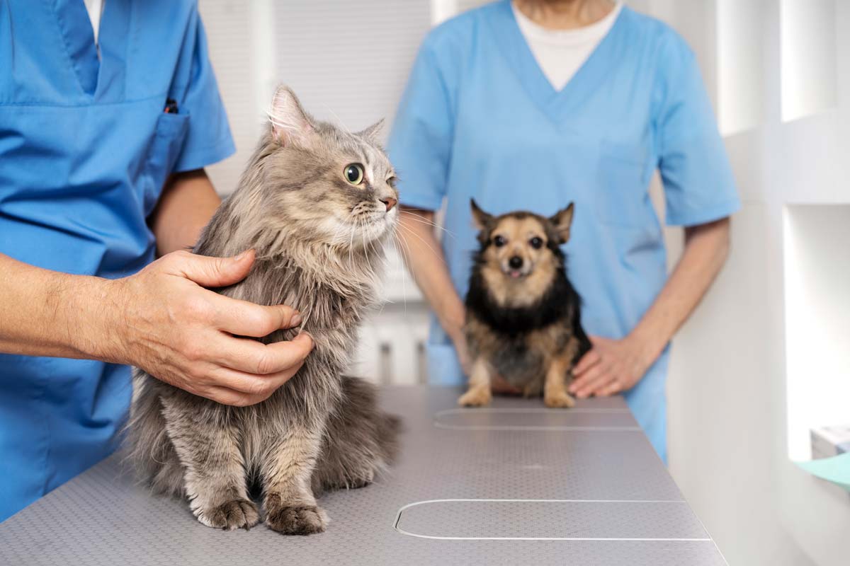 Conheça 6 doenças crônicas comuns em cachorros e gatos