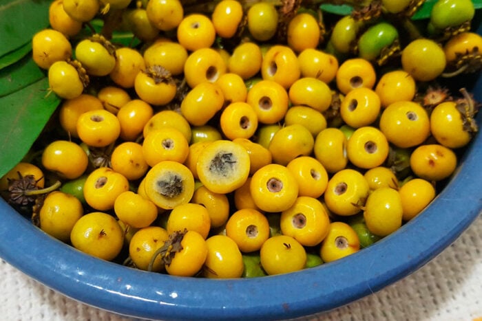 Fruta do Cerrado pode favorecer a saúde e entrar na sua rotina; veja 5 benefícios 2 murici foto edilson giacon