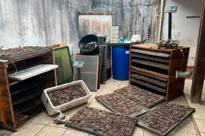 PM apreende 59 kg de pepinos-do-mar e apura possível ligação com tráfico internacional 2 pepinos-do-mar