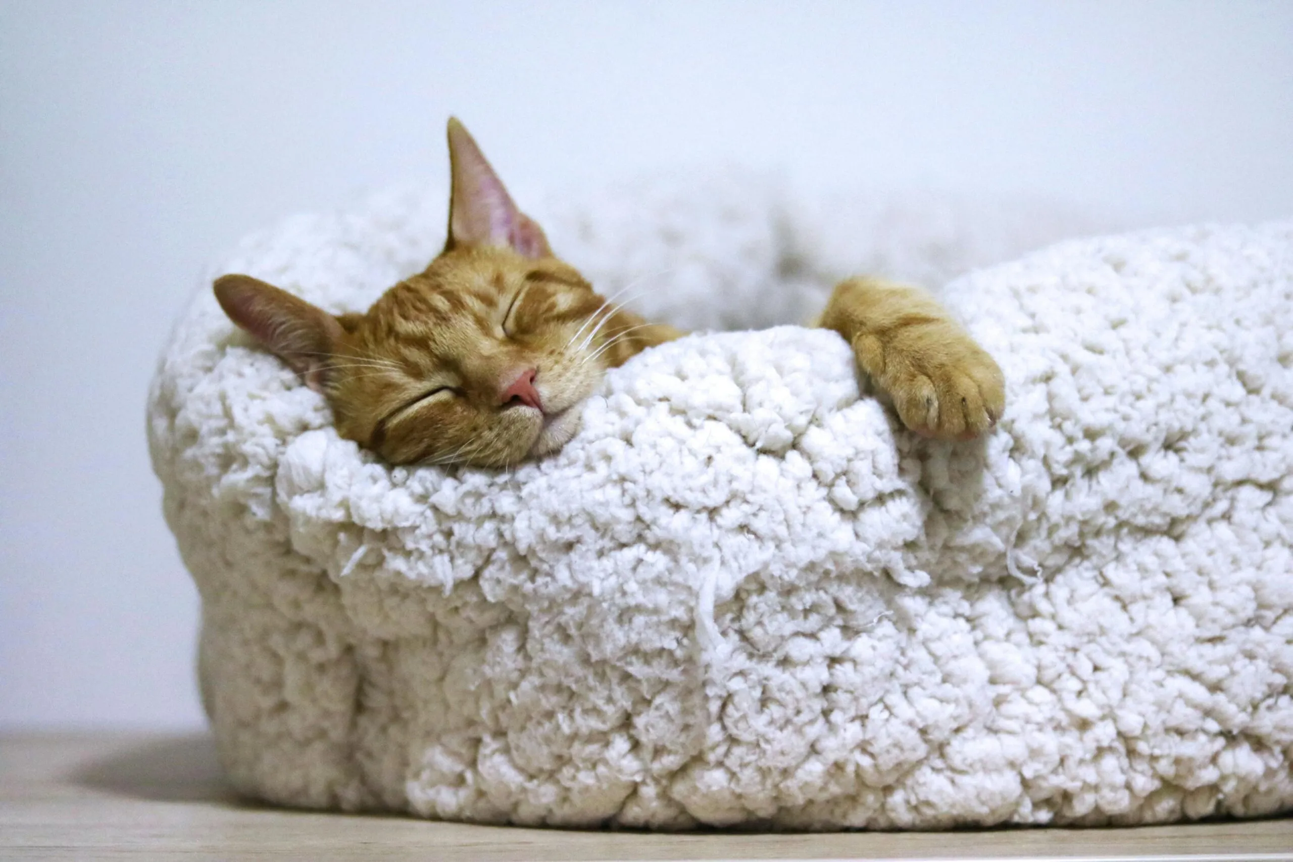 10 nomes perfeitos para gatos dorminhocos 4 pexels aleksandar cvetanovic 605352 1560424 scaled