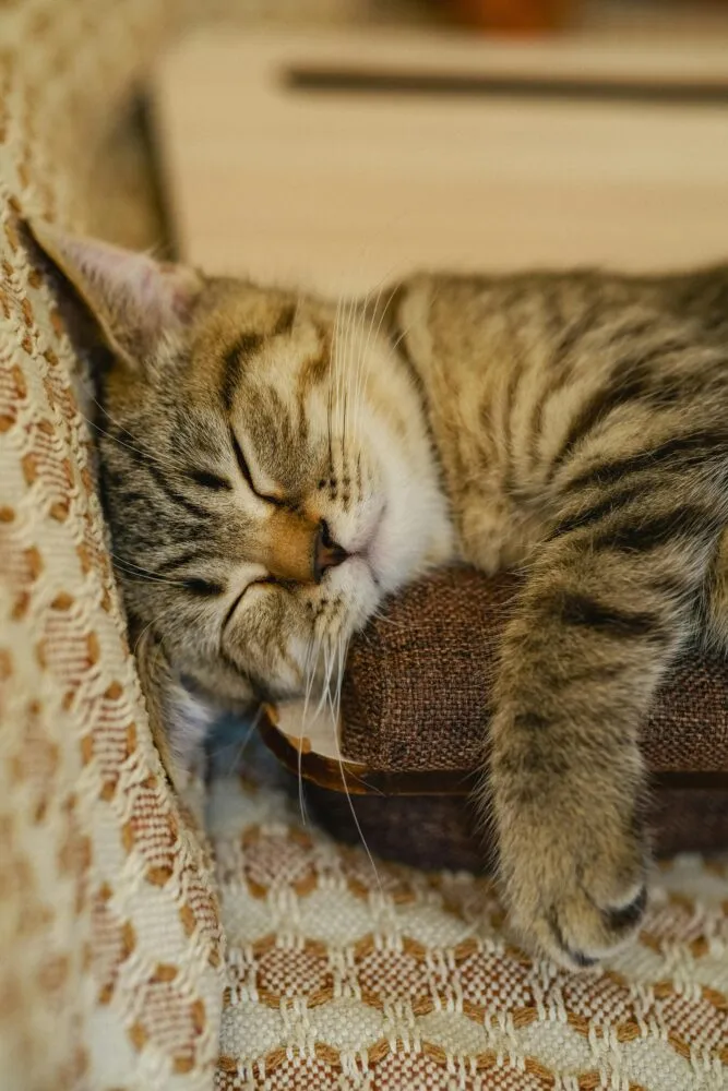 10 nomes perfeitos para gatos dorminhocos 6 pexels serabien 33356851