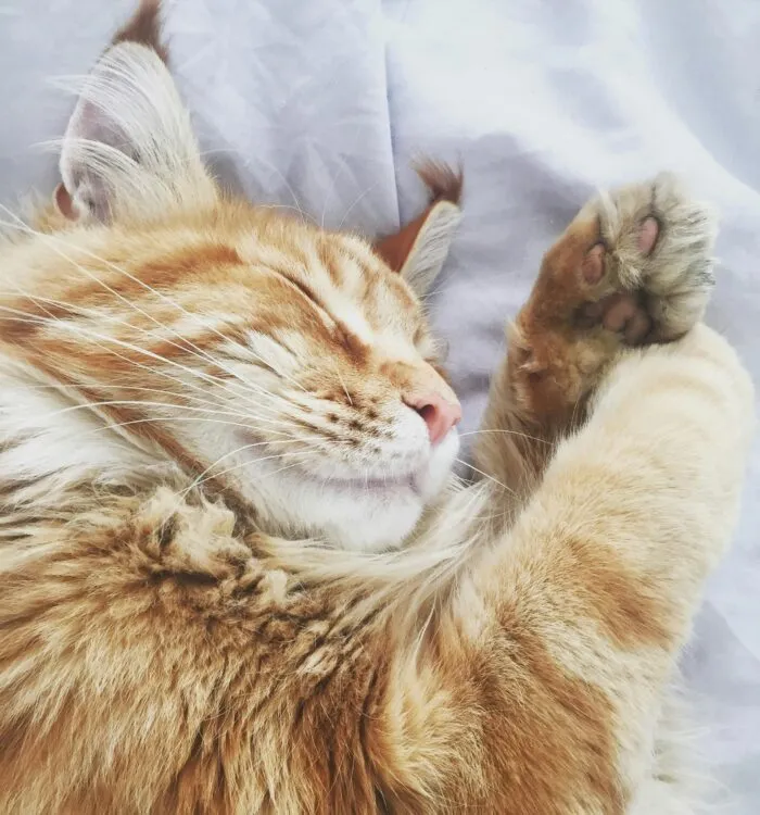 10 nomes perfeitos para gatos dorminhocos 5 pexels tottster 121920