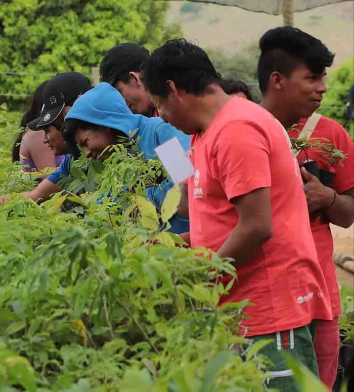 Projeto incentiva restauração ambiental e produção de alimentos em territórios indígenas de Minas 5 projeto Hamhi divulgacao