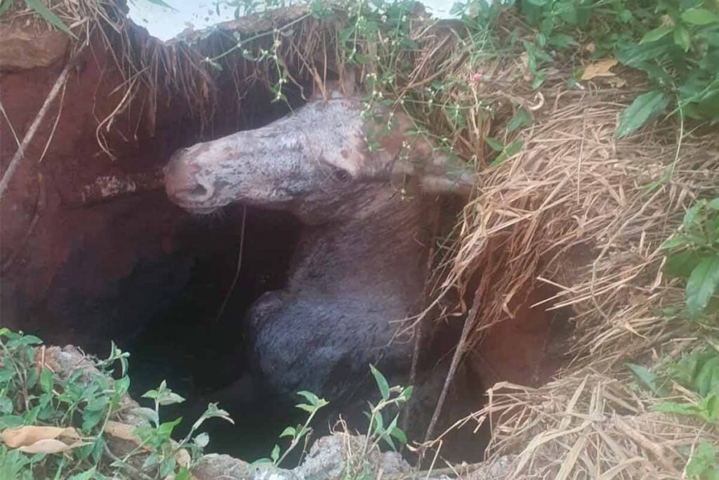 Burro cai em fossa Corpo de Bombeiros Divulgacao