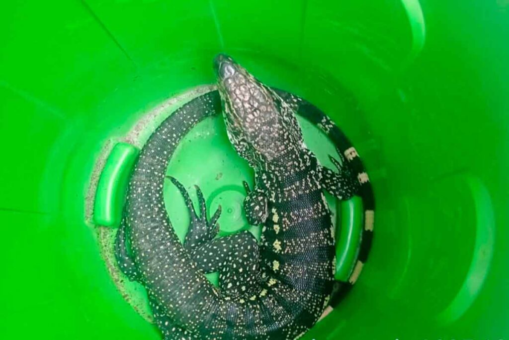 Lagarto apreendido Divulgacao Defesa Civil