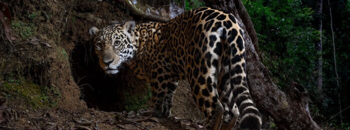 Parque que abrigou onça-pintada vista em Juiz de Fora ganha destaque com foto no National Geographic; veja 1 onça