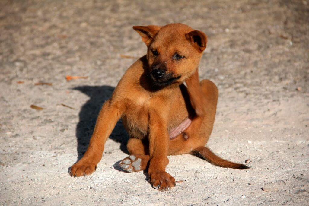 7 mitos sobre pulgas em animais de estimação 8 mitos pulgas