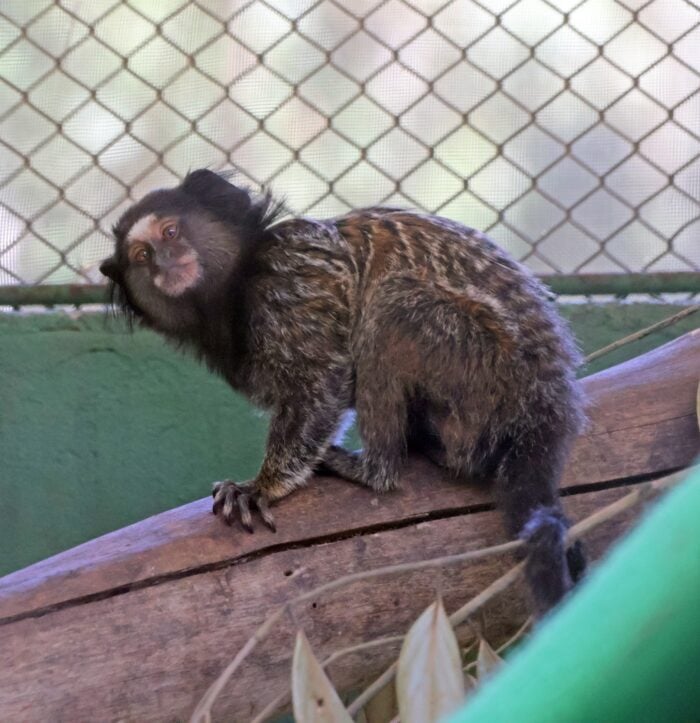 cetas juiz de fora tribuna de minas