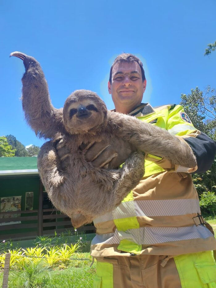 Bicho-preguiça é resgatado às margens da BR-040 em Juiz de Fora 2 WhatsApp Image 2025 11 25 at 17.34.06