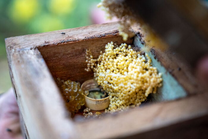 biosfera meliponario mel magico 3 Bruno Figueiredo