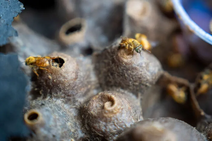 biosfera meliponario mel magico 4 Bruno Figueiredo