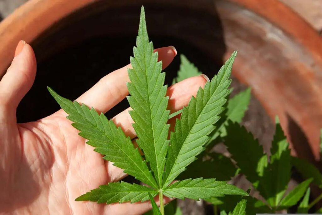 Cannabis medicinal: STJ adia prazo para regulamentação do plantio