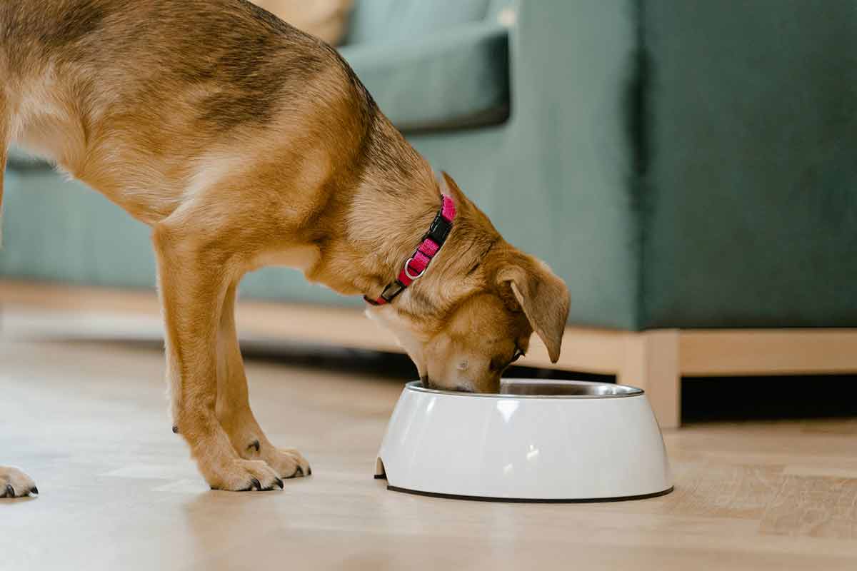 Veja 7 mitos comuns sobre alimentação para cães e gatos 1 Alimentacao cachorro