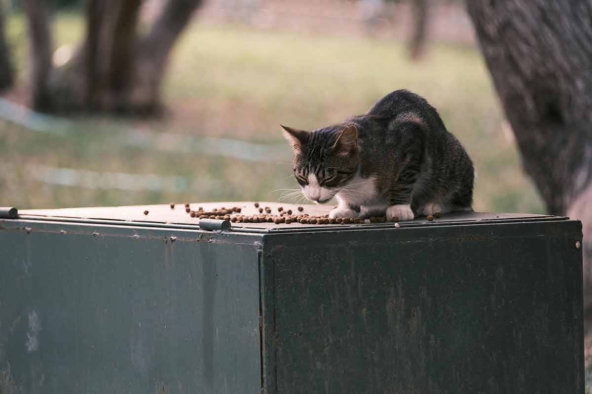 Veja 7 mitos comuns sobre alimentação para cães e gatos 2 Alimentacao gato 2