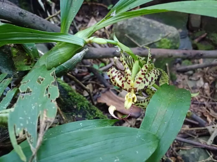 Cycnoches pentadactylon 1