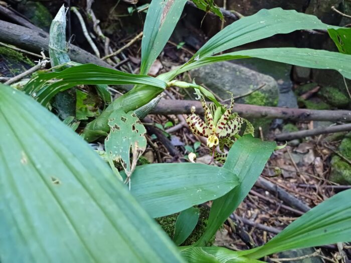 Cycnoches pentadactylon 2