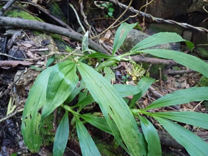 Cycnoches pentadactylon 3