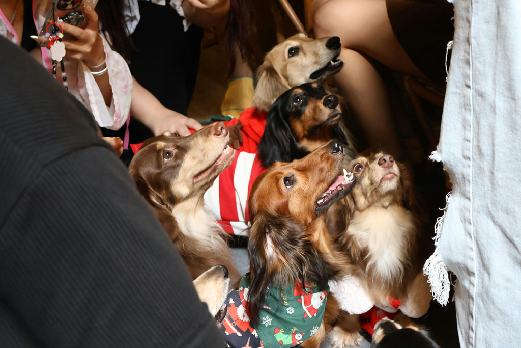 Veja 8 dicas para preparar o pet para receber visitas no Natal