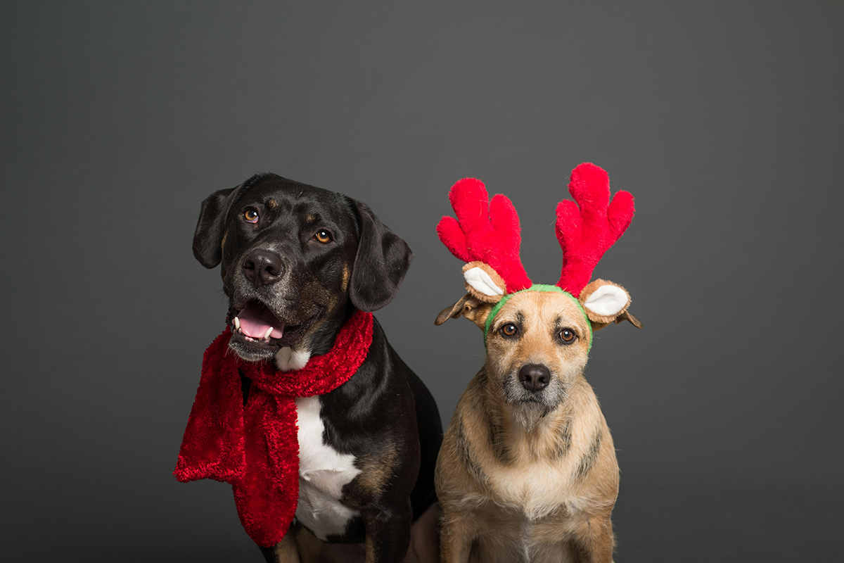 Veja 8 dicas para preparar o pet para receber visitas no Natal