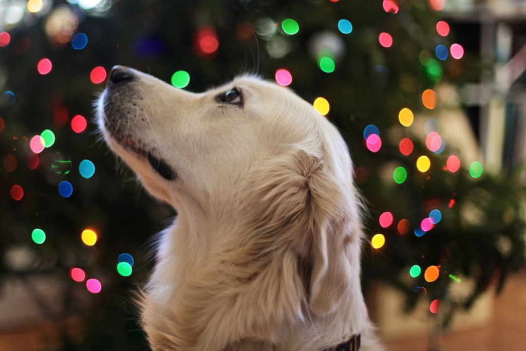 10 dicas para incluir o pet nas celebrações de Natal 5 Especial Pet Natal Pexels