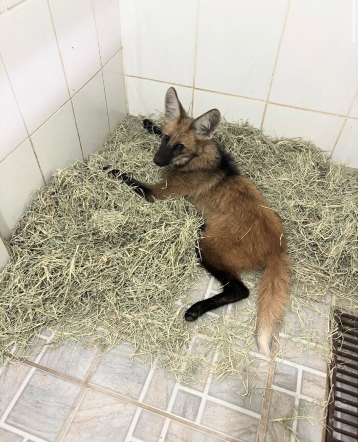 Filhote de lobo guara e resgatada apos possivel atropelamento na Zona Norte de Juiz de Fora