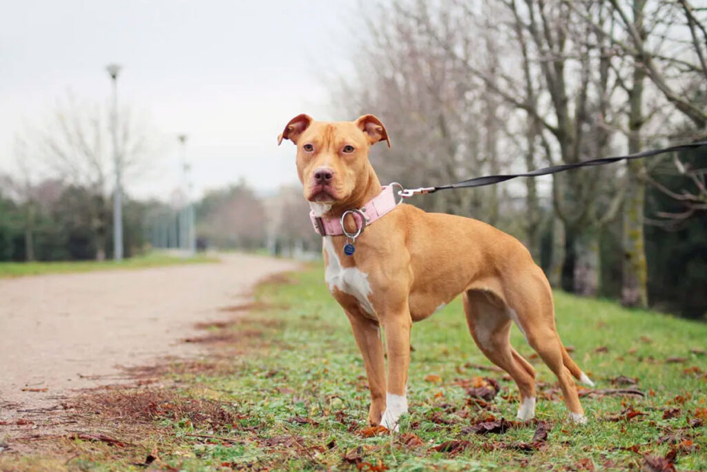 american pirbull reproducao zooplus