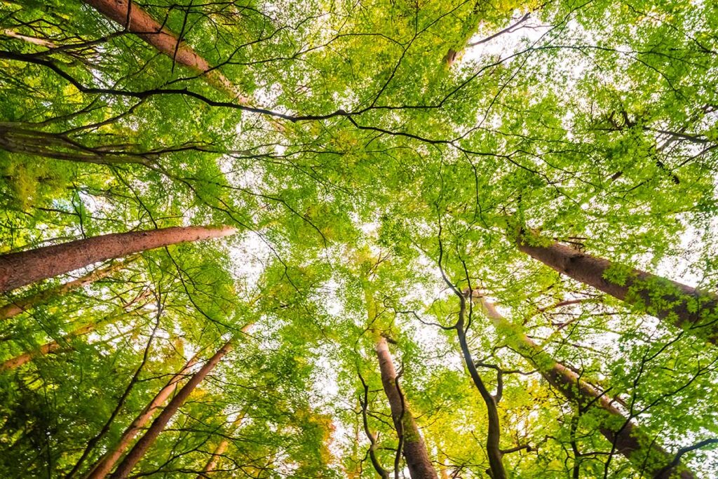 Vereadora quer que Prefeitura plante uma árvore para cada nascimento na cidade 1 Vereadora quer que Prefeitura plante uma árvore para cada nascimento na cidade