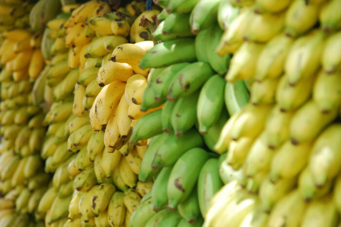 banana reproducao agencia brasil