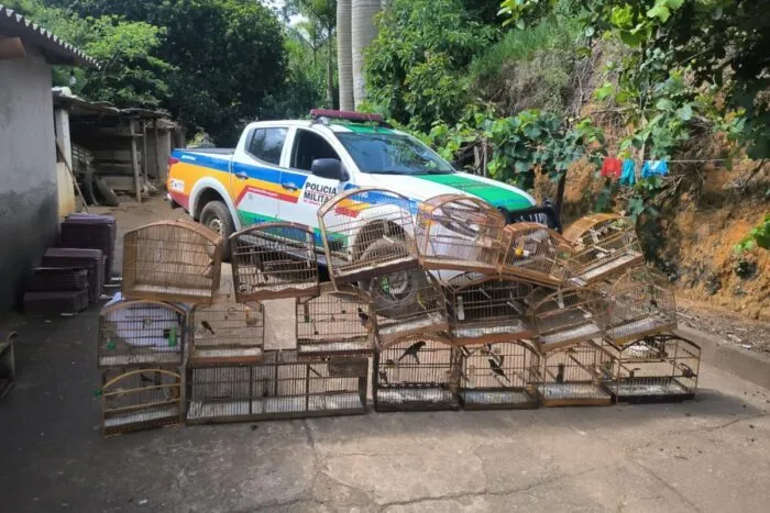 Idoso é preso e multado em mais de R$ 30 mil por manter pássaros em cativeiro 2 Idoso é preso e multado em mais de R$ 30 mil por manter pássaros em cativeiro
